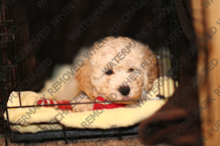 KU8C8856 
 cute baby Labradoodle puppy 
 Keywords: dog puppy golden labradoodle labrador small baby cute pet animal gold paws black eyes tiny cage